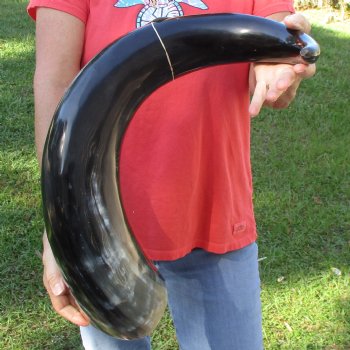 35" Wide Base, Polished Buffalo Horn - $59