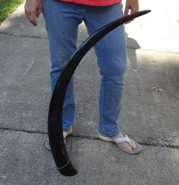 44 inch polished buffalo horn from an Indian water buffalo - Buy Now for $34