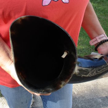 26" XL Polished Cattle Blowing Horn with strap - $30