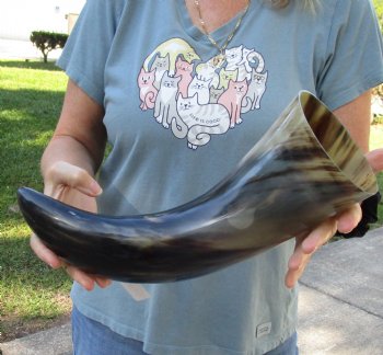 17 inch, wide base, polished water buffalo horn - Buy Now for $20