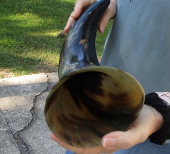 17 inch, wide base, polished water buffalo horn - Buy Now for $20