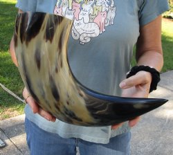 19 inch, wide base, polished water buffalo horn - Purchase today for $20