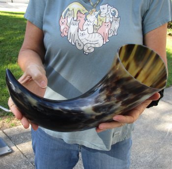 19 inch, wide base, polished water buffalo horn - Purchase today for $20