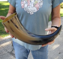 Authentic 19 inch, wide base, polished water buffalo horn - Buy Now for $20