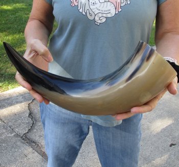 Authentic 19 inch, wide base, polished water buffalo horn - Buy Now for $20