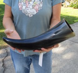 Genuine 17 inch wide base polished water buffalo horn - For Sale for $20