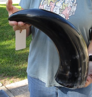 For Sale - 18 inch, wide base, polished water buffalo horn for $20