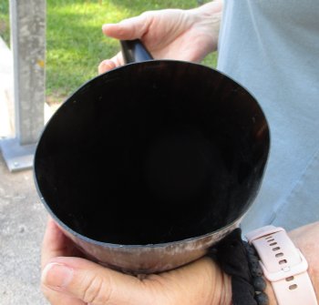 For Sale - 18 inch, wide base, polished water buffalo horn for $20