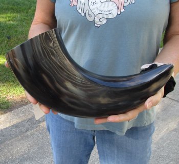 Buy this 17 inch, wide base, polished water buffalo horn for $20