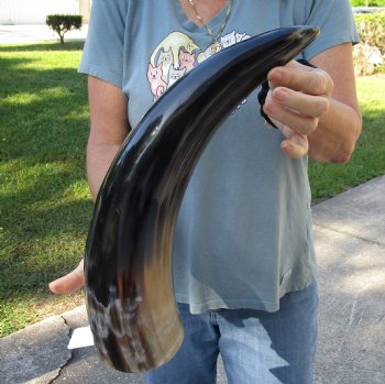 This is a Real 19 inch, wide base, polished water buffalo horn - For Sale for $20