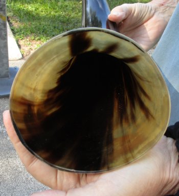 This is a Real 19 inch, wide base, polished water buffalo horn - For Sale for $20