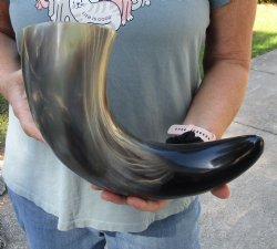 18 inch, wide base, polished water buffalo horn - Available for Sale for $20