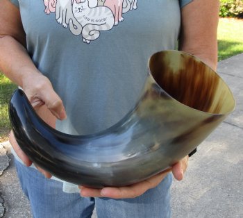 18 inch, wide base, polished water buffalo horn - Available for Sale for $20