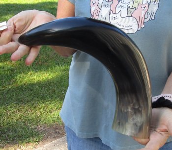 19 inch, wide base, polished authentic water buffalo horn For Sale for $20