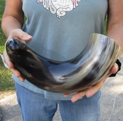 Authentic 19 inch, wide base, polished water buffalo horn for $20