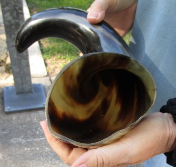 Authentic 19 inch, wide base, polished water buffalo horn for $20