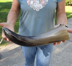 Buy this 19 inch, wide base, polished authentic water buffalo horn for $20