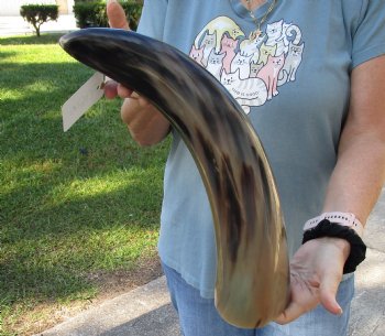 Buy this 19 inch, wide base, polished authentic water buffalo horn for $20