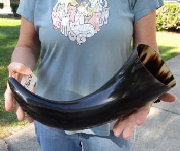 Buy this 18 inch, wide base, polished water buffalo horn for $20