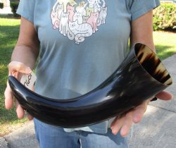 Buy this 18 inch, wide base, polished water buffalo horn for $20