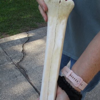 20" Giraffe Metacarpal Leg Bone - $70