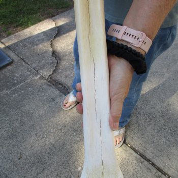 23" Giraffe Metacarpal Leg Bone - $110