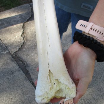 B-Grade 23" Giraffe Metacarpal Leg Bone - $85