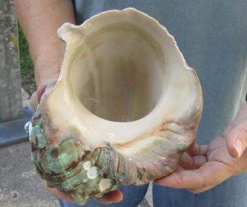 6 inch Turbo Marmoratus, green turban shell - $34