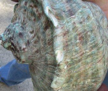 6 inch Turbo Marmoratus, green turban shell - $34