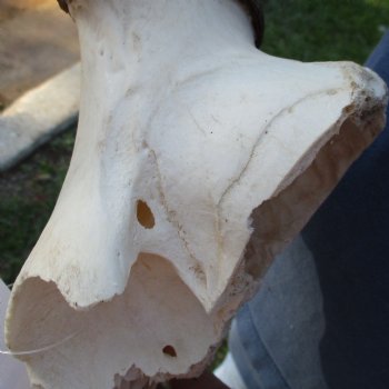 18" Horns on Female Red Hartebeest Skull Plate - $50
