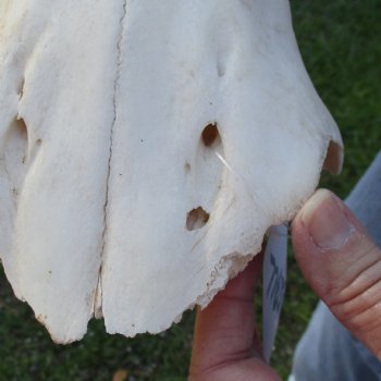 18" Horns on Female Red Hartebeest Skull Plate - $50