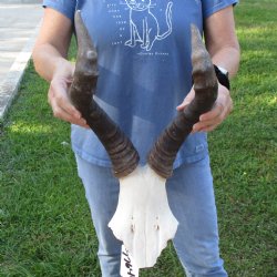17" Horns on Female Red Hartebeest Skull Plate - $50