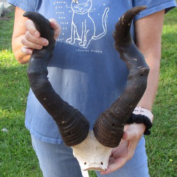 21" Horns on B-Grade Male Red Hartebeest Skull Plate - $35