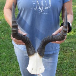17" Horns on Female Red Hartebeest Skull Plate - $50