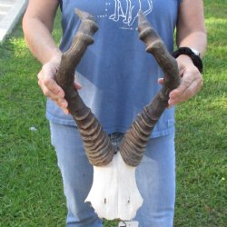 21" Horns on Female Red Hartebeest Skull Plate - $50
