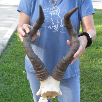 21" Horns on Female Red Hartebeest Skull Plate - $50