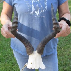 16" Horns on Female Red Hartebeest Skull Plate - $50