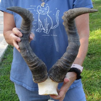 22" Horns on B-Grade Male Red Hartebeest Skull Plate - $35