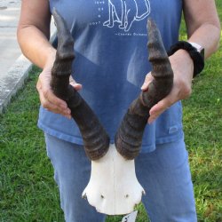 17" Horns on Female Red Hartebeest Skull Plate - $50