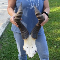21" Horns on Male Red Hartebeest Skull Plate - $60