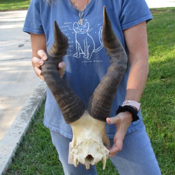 21" Horns on Male Red Hartebeest Skull Plate - $60