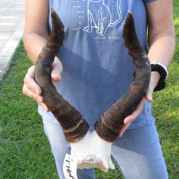 17" Horns on B-Grade Female Red Hartebeest Skull Plate - $29