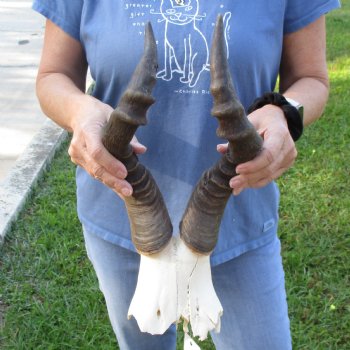 15" Horns on B-Grade Female Red Hartebeest Skull Plate - $29