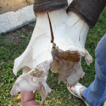15" Horns on B-Grade Female Red Hartebeest Skull Plate - $29