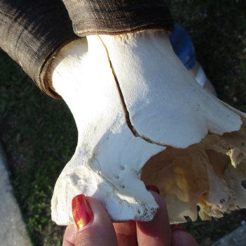 18" Horns on B-Grade Female Red Hartebeest Skull Plate - $29