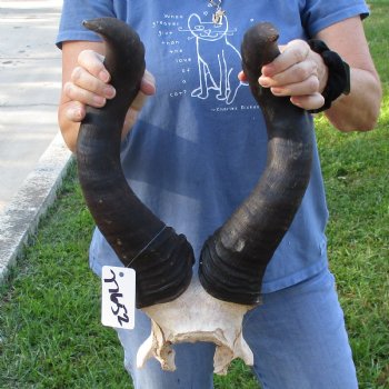 24" Horns on B-Grade Male Red Hartebeest Skull Plate - $35