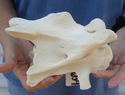 Small 8 inch Giraffe Neck Vertebrae Bone - $40
