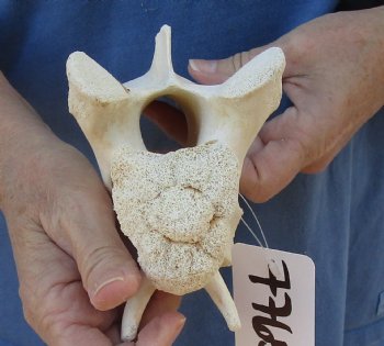 Small 8 inch Giraffe Neck Vertebrae Bone - $40
