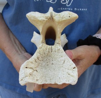 11 inch Giraffe Neck Vertebrae Bone Available for Sale for $50
