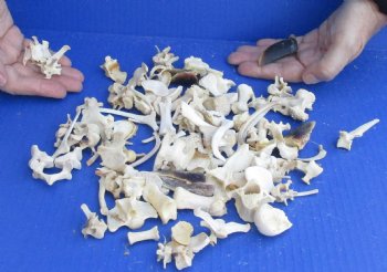 100 pc lot of assorted small bones 2 inch and Under - Available For Sale $25.00
